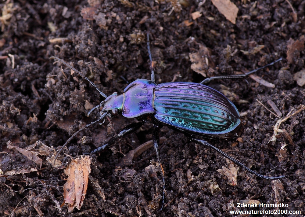střevlík Ullrichův, Carabus ullrichii fastuosus, Carabidae, Carabinae (Brouci, Coleoptera)